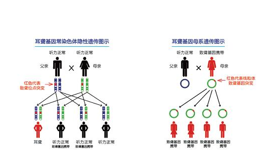 国森DNA检测孕妇的耳聋基因有什么好处？